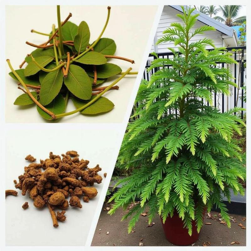 Hình ảnh minh họa cây phèn đen được sử dụng trong bài thuốc hoặc làm cảnh, gợi ý ứng dụng thực tế và lợi ích